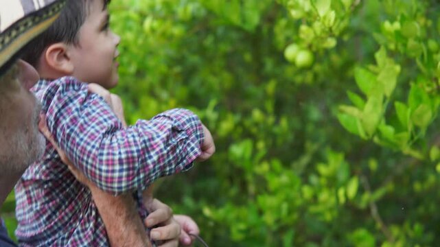 Ni&ntilde;o y su abuelo camino al cultivo de limones donde recolectan limones para hacer una limonada en familia.