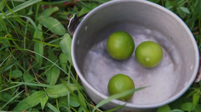 Ni&ntilde;o y su abuelo camino al cultivo de limones donde recolectan limones para hacer una limonada en familia.