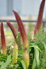 A bunch of red and green plants with spiky leaves. The plants are tall and have a lot of green leaves