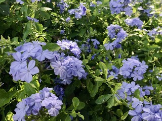 Purple flowers on the tree