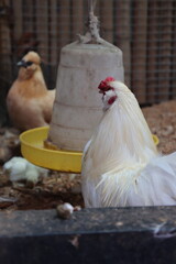 Chilly chicken farm in cages.