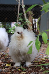 Silkie hen white in the garden.