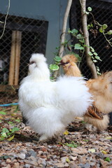 Silkie chickens raised indoors wander around looking for food.