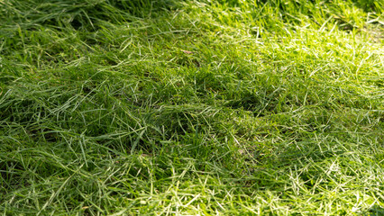 Fresh Cut Close Up Green Grass Background