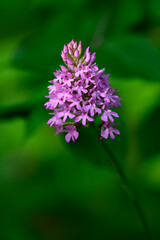 Pyramiden-Hundswurz, Pyramidenorchis // Pyramidal orchid (Anacamptis pyramidalis)