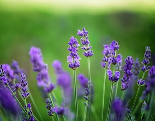 Obraz premium Lavender flowers - Sunset over a summer purple lavender field . Bunch of scented flowers in the lavanda fields of the French Provence near