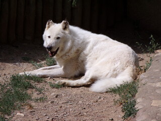 Obraz premium Loup blanc