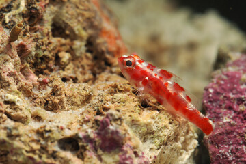 Red spotted pygmy goby (Trimma rubromaculatum)
