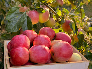 Harvest of red apples in fruit garden.