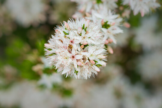 Close up of a small fringe myrtle wildflower