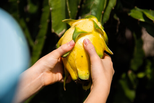 child picking a ripe yellow dragonfruit on a sunny day