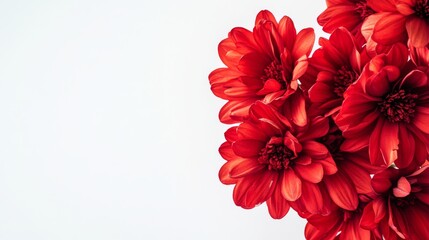 Bright red flowers are beautifully arranged on a clean white background, creating an eye-catching contrast that accentuates their vibrant hues and natural beauty
