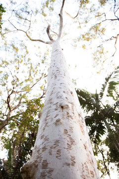 looking up the trunk of a scribbly gum tree towards the forest canopy
