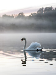 Fototapeta premium Elegant Swan Gliding on a Misty Morning Lake