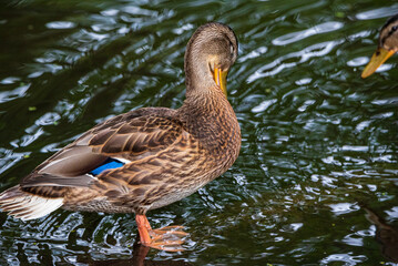 A wild beautiful duck is swimming in the pond.