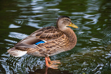 Fototapeta premium A wild beautiful duck is swimming in the pond.