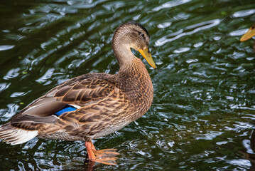 A wild beautiful duck is swimming in the pond.