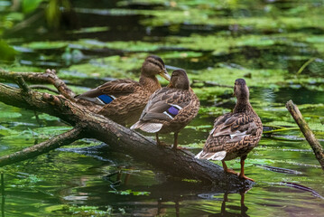 A wild beautiful duck is swimming in the pond.