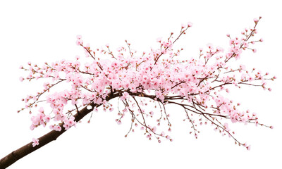 cherry blossom tree isolated on transparent background