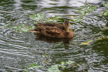 A wild beautiful duck is swimming in the pond.