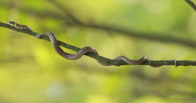 Juvenile aesculapian snake (Zamenis longissimus) slithering on a tree branch 