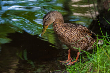A wild beautiful duck is swimming in the pond.