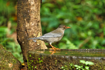 Indian Blackbird Female sitting near water hole at Thattekad bird sanctuary, Kerala. Beautiful bird with beautiful background.
