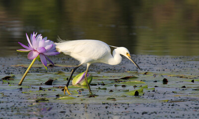 Little Egret bird standing on green lily pads in a pond of water