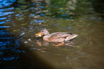 A wild beautiful duck is swimming in the pond.