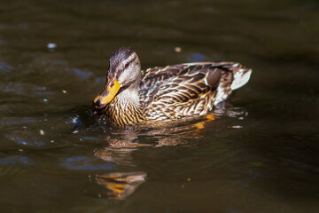 A wild beautiful duck is swimming in the pond.