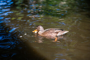 A wild beautiful duck is swimming in the pond.
