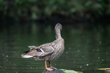 A wild beautiful duck is swimming in the pond.