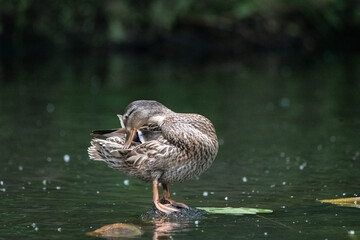 A wild beautiful duck is swimming in the pond.