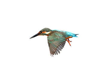 Beautiful flying Common kingfisher isolated on transparent background png file
