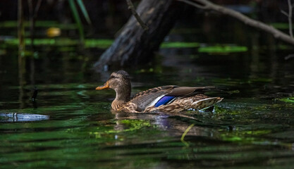 A wild beautiful duck is swimming in the pond.