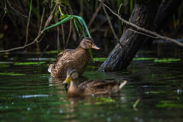 A wild beautiful duck is swimming in the pond.