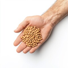 Hand holding soybeans, isolated on a white background.