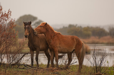 two horses of the wild horse herd of Corollas of the swampy marshlands of the Outer Banks region of  North Carolina U.S.A. one chestnut and one bay chestnut horse grooming  equine communication