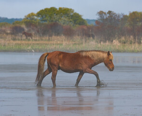 Corolla horse walking in water of the marshy area of the Outer Banks region of North Carolina,...