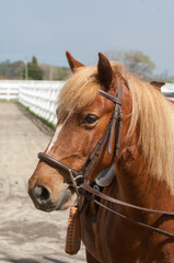 portrait headshot of corolla horse wild horse that has been domesticated wearing english leather bridle with snaffle bit with cheek pieces pony with flax mane and forelock vertical equine image 