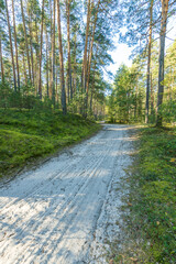 A dirt road in a forest with trees on either side