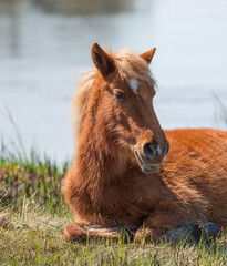 Corolla horse laying down in the grass of the outer banks of North Carolina wild horse among herd...