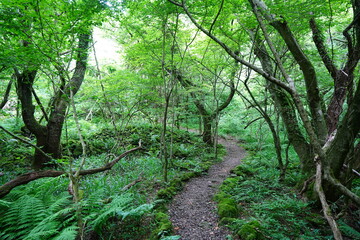 vines and mossy old trees in dense spring forest