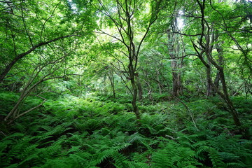 spring primeval forest with fresh ferns and old trees