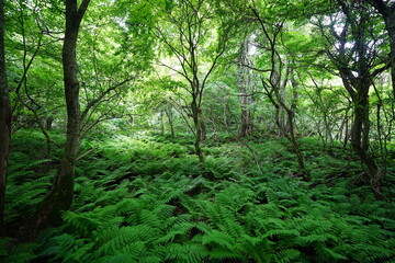 Fototapeta premium spring primeval forest with fresh ferns and old trees