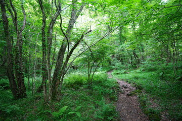 refreshing spring path in the gleaming sunlight