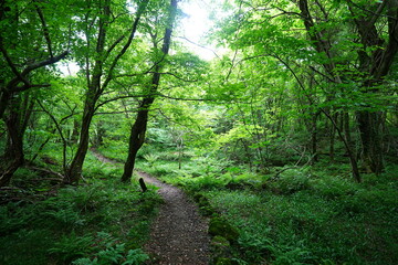 refreshing spring path in the gleaming sunlight