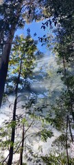 trees in the water