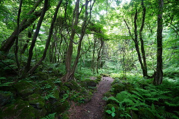 Obraz premium spring path through mossy rocks and old trees