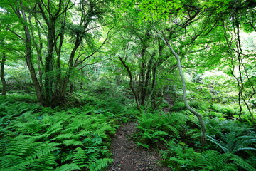 fresh ferns and fine pathway in spring forest